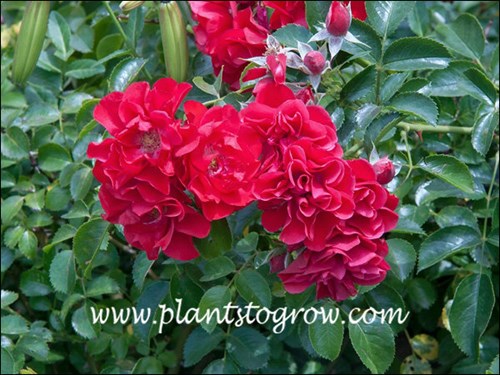 clusters of dark red double flowers
